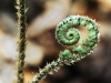 fibonacci_plants