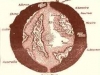 hollow_earth_brown